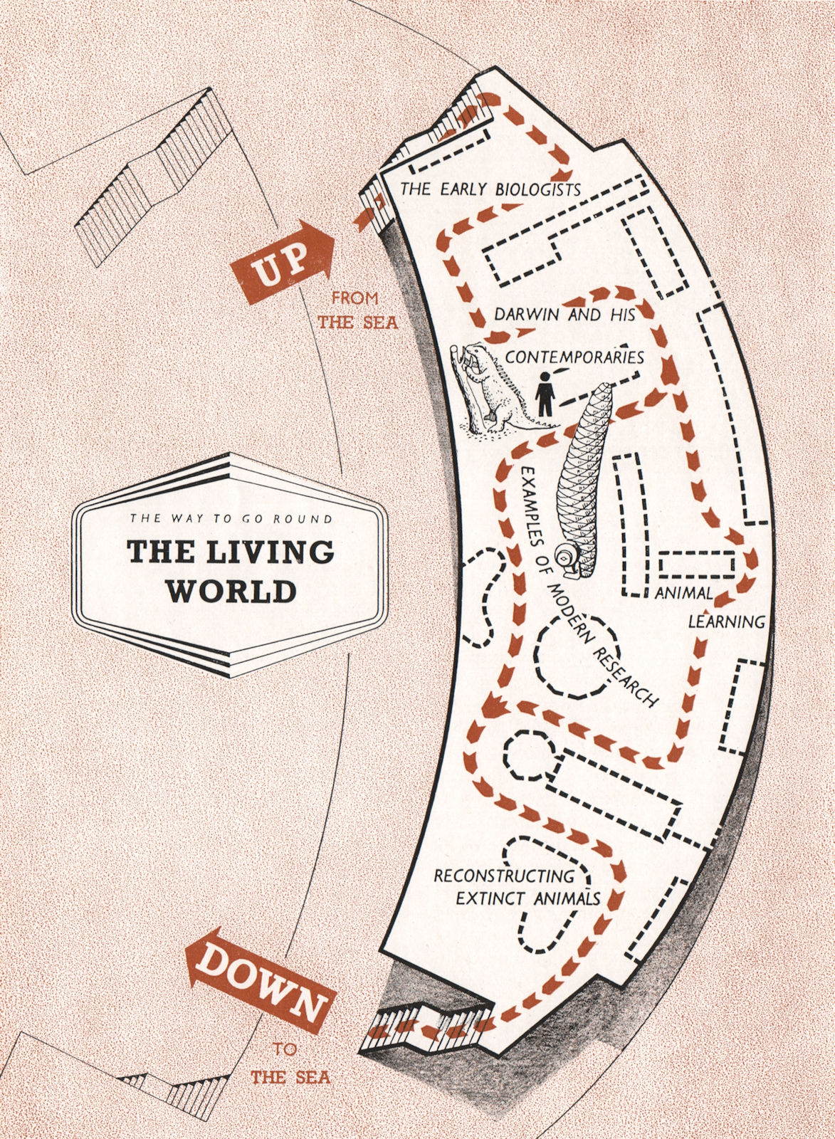 FESTIVAL OF BRITAIN. The living World exhibit. Tour plan 1951 old vintage map